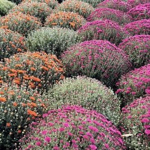 Fall Mum Container
